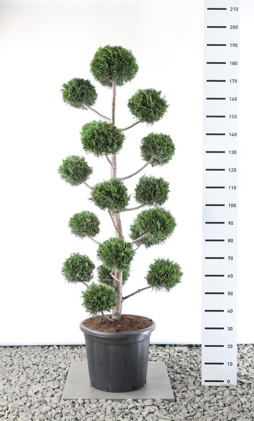 Cupressocyparis leylandii - 140-160 CM PonPon EXTRA in Cont.